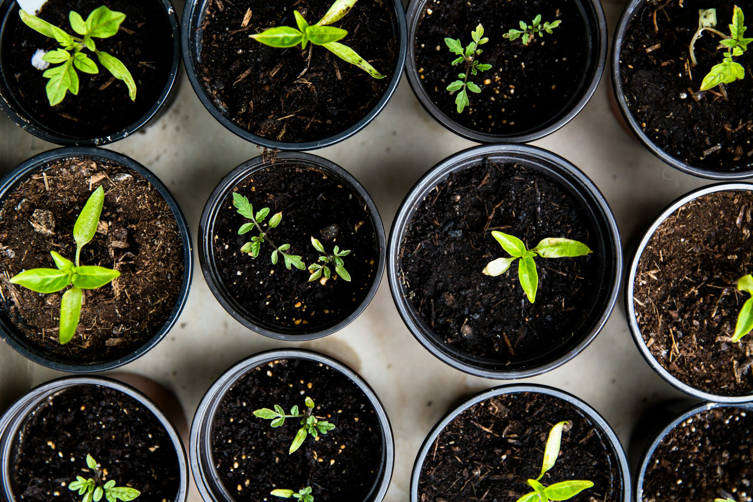 Top view of young seedlings growing in black pots – sustainability in action